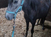 Welsh section a colt