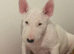 Ready to go go (male) bull terrier