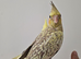 Hand-Reared & Super Tame 10-Week-Old Cockatiel Babies