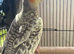 Cockatiels x2. Pearl/ yellow and gray. Untame