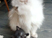 Maine coon x Ragdoll kittens ready to leave now!
