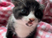 Kittens for sale. Ready to go!