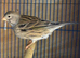 Hen canary for sale