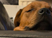 Staffy cross rottie