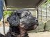 Cockapoo puppies