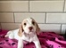 Strong litter of KC Registered Cocker Spaniel pups, ready NOW for their next chapter.