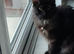 7 month old female Maine coon for sale