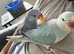 Hand-Reared Indian Blue Cleartail Ringneck