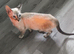 Oriental cross Bengal