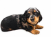 Miniature Daschund