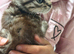 Six Beautiful Bengal &times; British Longhair Kittens