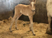 Welsh d x cob buckskin filly