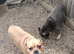 Male and female urgent home required