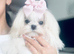 Beautiful Korean Maltese Girl 8 Months