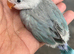 Baby lovebirds