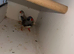 5 zebra finches 3 cocks 2 hens