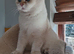 GCCF British Shorthair Male - Chocolate Golden Point