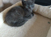 Gorgeous grey kitten