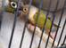 PINEAPPLE baby Conure (Only One left)