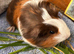 Guinea Pig -Baby Boy