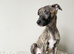 Whippet Puppies