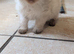 Ragdoll kittens