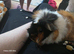 2 lovely guinea pigs needing a loving home