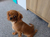 Male Cavalier for rehoming