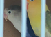 Love birds bonded with D N A  certificates care of