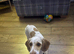 6 month old Cockerpoo Girl