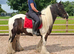 14.3hh Ride & Drive 13 year old cob gelding