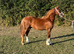 Stunning yearling colt