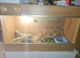 Bearded dragon and tank