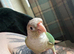 Green cheek conure