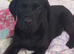 Stunning FEMALE Black Labrador puppies ready now.