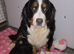 Female bernese mountain dog pup