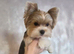 Mini biewer terrier puppies