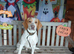 Beagle cross spaniel