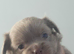Chihuahua pups for sale