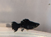 Black Female Lyretail Dalmatian Molly