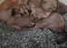 Sphynx x oriental