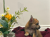 Chihuahua boy puppy