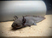 Female axolotl
