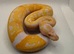 Albino pied ball python