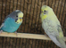 5 young budgies for sale