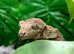 Chahoua Mossy Geckos at Birmingham Reptiles