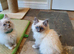 Very Beautiful GCCF Registered Ragdoll Kittens.