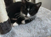 For sale 2 adorable 9 month old female cats need loving home