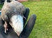 Whiteface Cockatiel Chick – Reserve Now