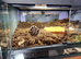6-8 month old Pac-Man + Enclosure